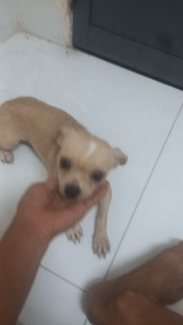 Chó Chihuahua Cái Vàng kem. Mua bán Chó tại Quận Ninh Kiều Cần Thơ được đăng bởi phương  hình 1