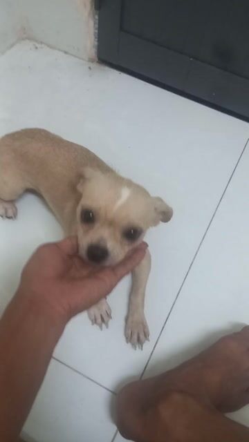 Chó Chihuahua Cái Vàng kem. Mua bán Chó tại Quận Ninh Kiều Cần Thơ được đăng bởi phương  hình 1