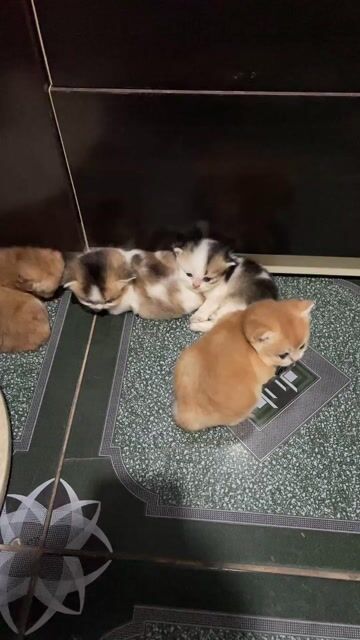 Mèo Anh lông ngắn 3 tháng Vàng kem. Mua bán Mèo tại Huyện Bắc Trà My Quảng Nam được đăng bởi Na Trần hình 1