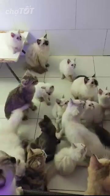 Mèo ALN, Mèo ALD Đủ màu Đủ giới tính. Mua bán Mèo tại Quận Bình Tân Tp Hồ Chí Minh được đăng bởi Phương Anh hình 1