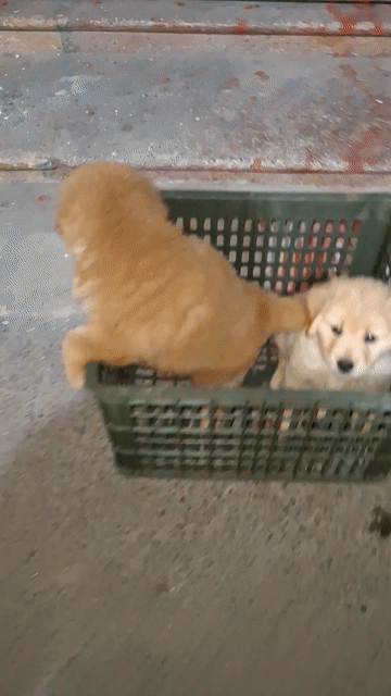 chó Golden đi ACE ƠI !. Mua bán Chó tại Quận Đống Đa Hà Nội được đăng bởi Tùng Lâm corgi hình 1