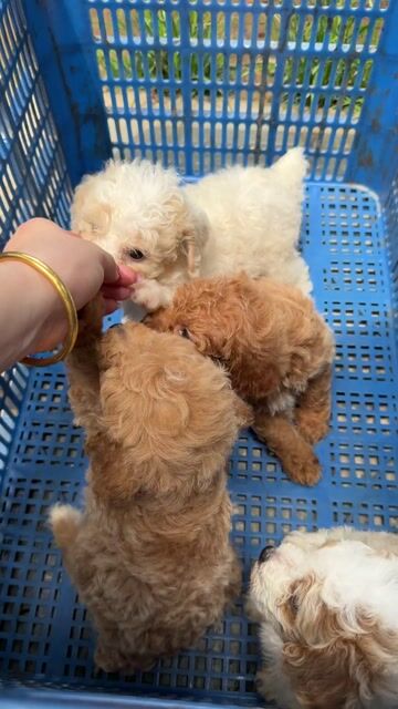 Chó Poodle Nâu, trắng Thuần chủng 33 ngày. Mua bán Chó tại Thành phố Thủ Đức Tp Hồ Chí Minh được đăng bởi Kim Ngọc hình 1