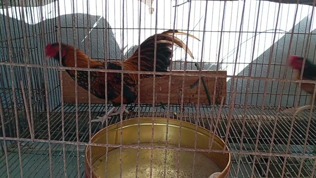 Cả cặp trống trưởng thành hơn 1 năm 555k/2 con. Mua bán Gà tại Huyện Quế Võ Bắc Ninh được đăng bởi Trương bảo long hình 1