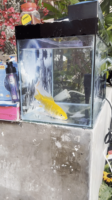 Combo hồ cá 40x25x30 cm. Mua bán Phụ kiện, Thức ăn, Dịch vụ tại Quận Phú Nhuận Tp Hồ Chí Minh được đăng bởi huy minh hình 1