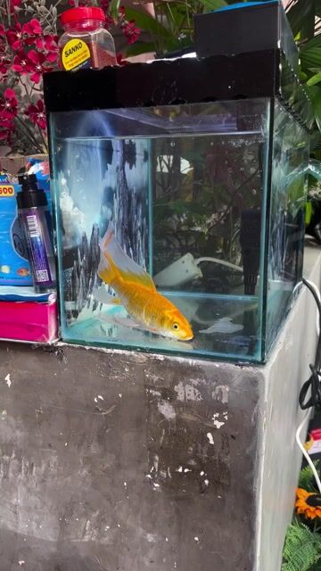 Combo hồ cá 40x25x30 cm. Mua bán Phụ kiện, Thức ăn, Dịch vụ tại Quận Phú Nhuận Tp Hồ Chí Minh được đăng bởi huy minh hình 1