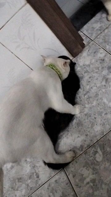phối giống mèo Anh tai cup. Mua bán Mèo tại Huyện Hóc Môn Tp Hồ Chí Minh được đăng bởi Thy Thy hình 1