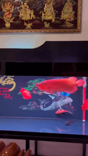Cá cảnh Huyết Long Đỏ. Mua bán Thú cưng khác tại Huyện Châu Thành Tiền Giang được đăng bởi Đăng hình 1