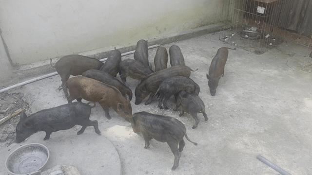 Heo rừng lai Củ Chi 5-8kg. Mua bán Thú cưng khác tại Huyện Củ Chi Tp Hồ Chí Minh được đăng bởi tâm hình 1