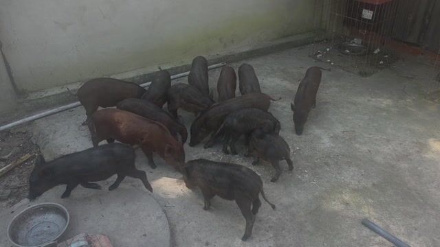 Heo rừng lai Củ Chi 5-8kg. Mua bán Thú cưng khác tại Huyện Củ Chi Tp Hồ Chí Minh được đăng bởi tâm hình 1