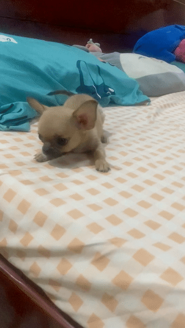 Chihuahua – Bé gái đầu táo – Size cực tiny . Mua bán Chó tại Quận Gò Vấp Tp Hồ Chí Minh được đăng bởi Lê Phú hình 1