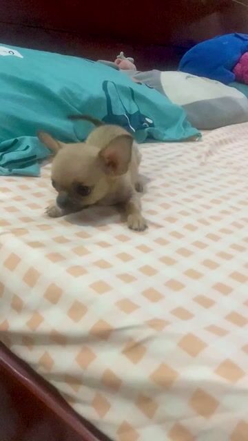 Chihuahua – Bé gái đầu táo – Size cực tiny . Mua bán Chó tại Quận Gò Vấp Tp Hồ Chí Minh được đăng bởi Lê Phú hình 1