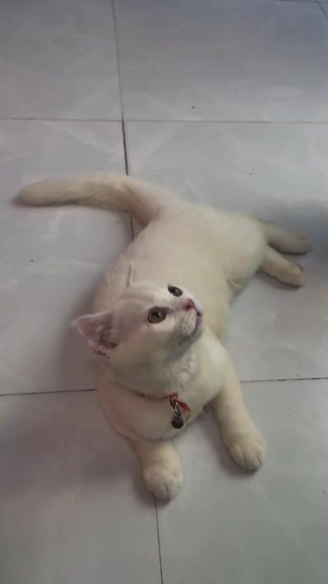 chủ đón mèo màu trắng lửng vừa lùn và  tai cụp đực. Mua bán Mèo tại Quận 6 Tp Hồ Chí Minh được đăng bởi linh hình 1