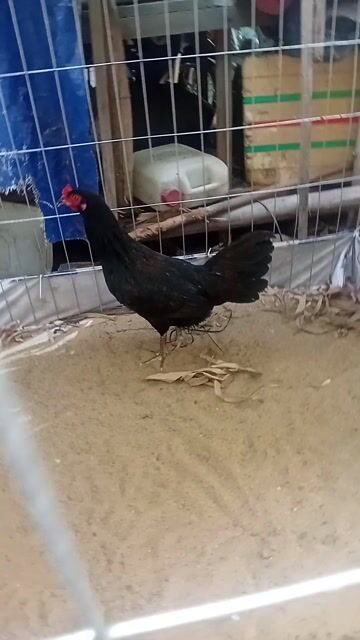 Gà mái Đen 2kg Sắp rớt lứa so. Mua bán Gà tại Thành phố Mỹ Tho Tiền Giang được đăng bởi Luân hình 1