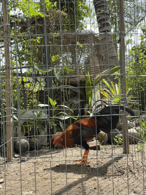 Gà Asil Cuban 1kg450 tay tốt. Mua bán Gà tại Quận 12 Tp Hồ Chí Minh được đăng bởi Game Fram hình 1