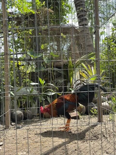 Gà Asil Cuban 1kg450 tay tốt. Mua bán Gà tại Quận 12 Tp Hồ Chí Minh được đăng bởi Game Fram hình 1