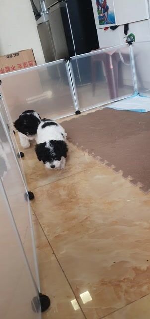 3 bé poodle cái, xám khói, bò sữa. Mua bán Chó tại Quận Cầu Giấy Hà Nội được đăng bởi vũ thị hương hình 1