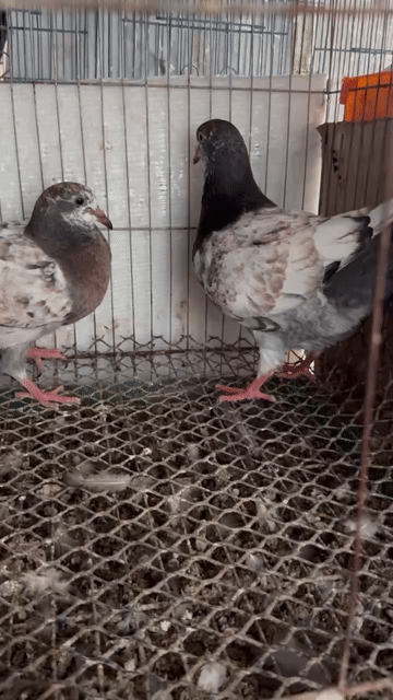 Cặp bồ câu màu đẹp. Mua bán Chim tại Quận Bình Tân Tp Hồ Chí Minh được đăng bởi Trung Tường hình 1