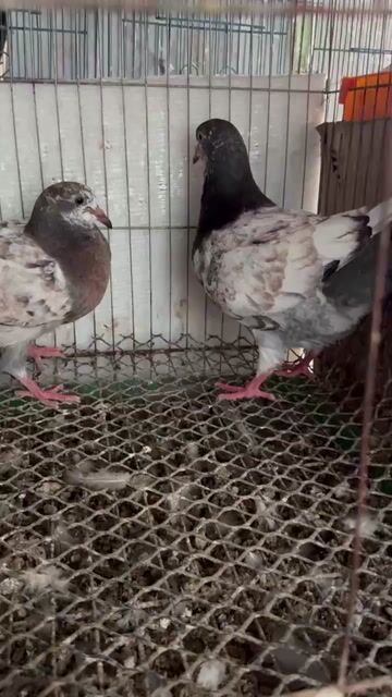 Cặp bồ câu màu đẹp. Mua bán Chim tại Quận Bình Tân Tp Hồ Chí Minh được đăng bởi Trung Tường hình 1