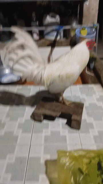 Gà tre Mỹ 8 tháng Trắng. Mua bán Gà tại Huyện Tân Phước Tiền Giang được đăng bởi tài  khoản  hình 1