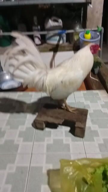Gà tre Mỹ 8 tháng Trắng. Mua bán Gà tại Huyện Tân Phước Tiền Giang được đăng bởi tài  khoản  hình 1
