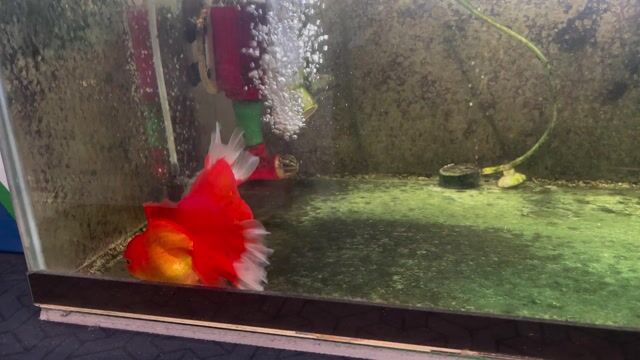 Lọc thùng, sủi oxi, đèn, cá oranda. Mua bán Phụ kiện, Thức ăn, Dịch vụ tại Quận 4 Tp Hồ Chí Minh được đăng bởi hữu toàn hình 1