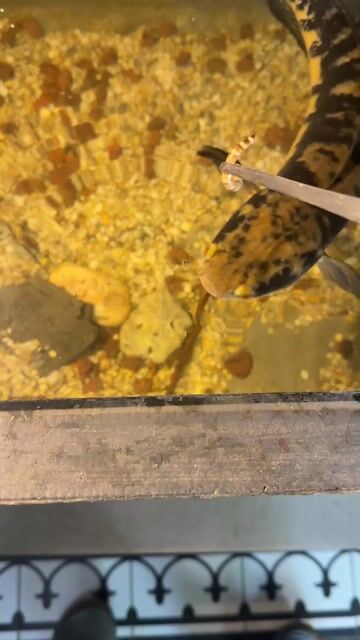 Bán cá lóc Yellow size lớn ,1kg hơn. Mua bán Thú cưng khác tại Quận Sơn Trà Đà Nẵng được đăng bởi Toàn hình 1