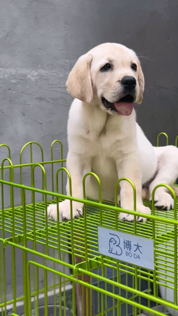 Chó Labrador Vàng , trắng kem . Mua bán Chó tại Quận 6 Tp Hồ Chí Minh được đăng bởi Linh Phạm hình 1