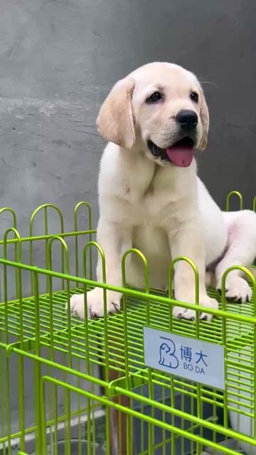 Chó Labrador Vàng , trắng kem . Mua bán Chó tại Quận 6 Tp Hồ Chí Minh được đăng bởi Linh Phạm hình 1