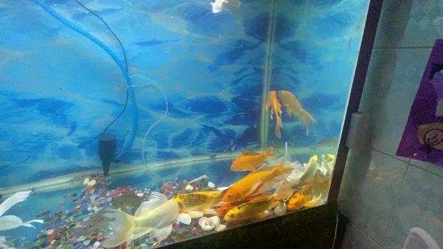 Cá cảnh Nhiều màu Tốt. Mua bán Thú cưng khác tại Quận Tây Hồ Hà Nội được đăng bởi Công nghĩa khải hình 1
