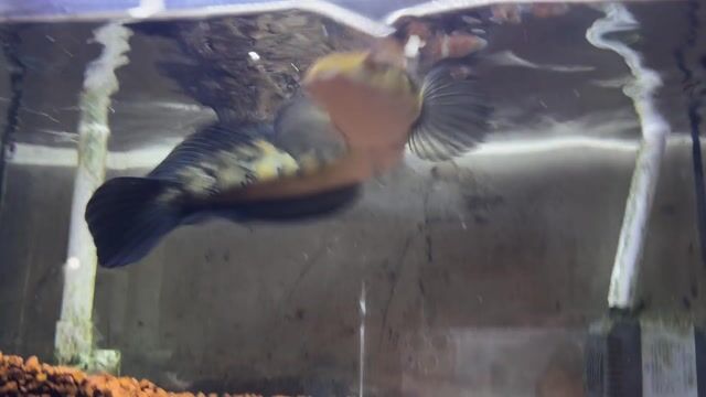 Cá Lóc Vàng Yellow Sentarum. Mua bán Thú cưng khác tại Quận 7 Tp Hồ Chí Minh được đăng bởi Võ Minh Tú hình 1