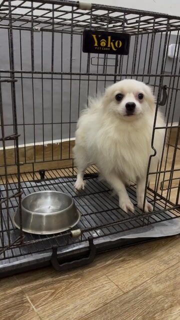 Chó Phốc Sóc đực 1.5 tuổi. Mua bán Chó tại Thành phố Thủ Đức Tp Hồ Chí Minh được đăng bởi Trần Thiện  hình 1