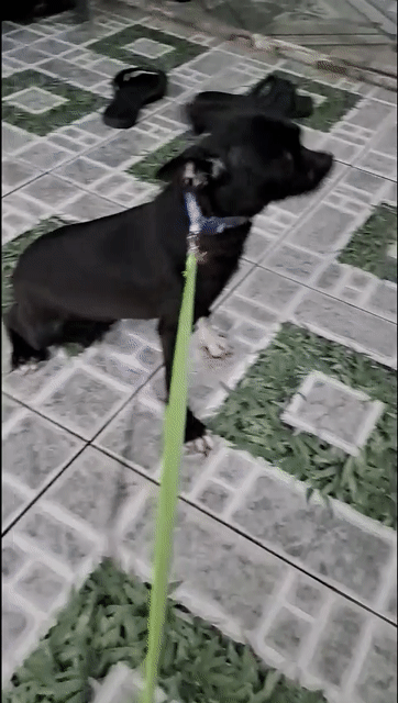 Chihuahua đen. Mua bán Chó tại Thành phố Thuận An Bình Dương được đăng bởi Mỹ Linh hình 1