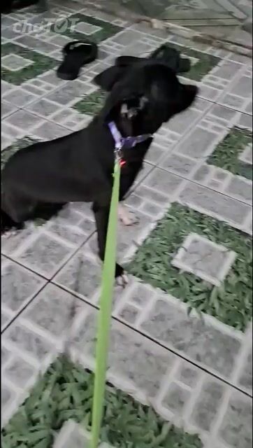 Chihuahua đen. Mua bán Chó tại Thành phố Thuận An Bình Dương được đăng bởi Mỹ Linh hình 1