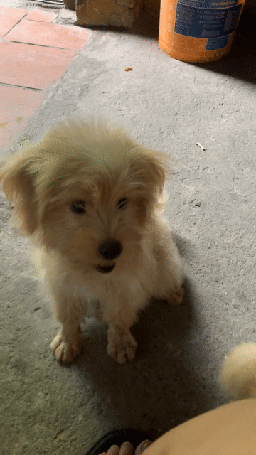 bé Poodle lai Meltese gần 4 tháng. Mua bán Chó tại Quận Hoàng Mai Hà Nội được đăng bởi HÀ UYỂN NHI  hình 1