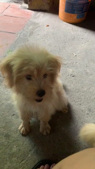 bé Poodle lai Meltese gần 4 tháng. Mua bán Chó tại Quận Hoàng Mai Hà Nội được đăng bởi HÀ UYỂN NHI  hình 1