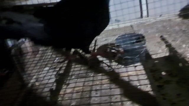 Chim Bồ câu Đen. Mua bán Chim tại Thành phố Thuận An Bình Dương được đăng bởi Tên chưa cung cấp hình 1