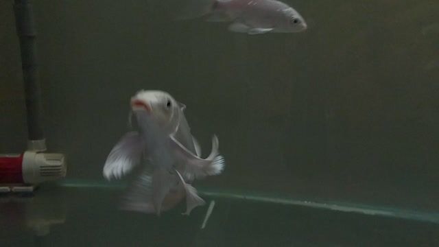 Cá cảnh Chép phi tần Trắng vàng 15cm râu rồng chùm. Mua bán Thú cưng khác tại Huyện Đan Phượng Hà Nội được đăng bởi pbac hình 1