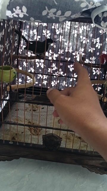 Chim chào mào non trống 2 tháng đã tiêm. Mua bán Chim tại Quận Ngũ Hành Sơn Đà Nẵng được đăng bởi Lý Văn Minh hình 1