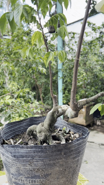 Phôi khế gân Bonsai. Mua bán Cây cảnh, đồ trang trí tại Quận Cái Răng Cần Thơ được đăng bởi Cây Cảnh Giá Rẻ hình 1