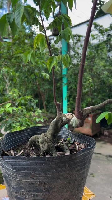 Phôi khế gân Bonsai. Mua bán Cây cảnh, đồ trang trí tại Quận Cái Răng Cần Thơ được đăng bởi Cây Cảnh Giá Rẻ hình 1