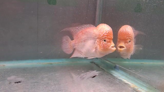 Cá La Hán size bằng bàn tay. Mua bán Thú cưng khác tại Quận Gò Vấp Tp Hồ Chí Minh được đăng bởi nguyễn xuân toản hình 1