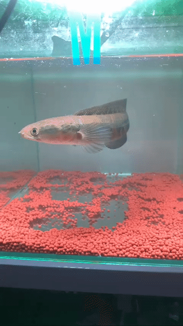 Cá lóc vảy rồng Đỏ 25 cm. Mua bán Thú cưng khác tại Huyện Bình Chánh Tp Hồ Chí Minh được đăng bởi vũ hình 1