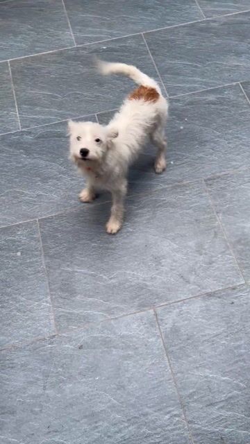 Chó Poodle lai Fox Hươu đực 4 tháng. Mua bán Chó tại Huyện Thanh Trì Hà Nội được đăng bởi Nguyễn Đăng Thuận hình 1