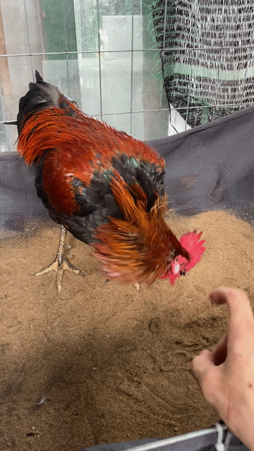 Que tơ 3kg2. Mua bán Gà tại Huyện Lai Vung Đồng Tháp được đăng bởi NQV hình 1