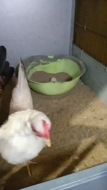 cần ra đi cặp serama y hình.. Mua bán Gà tại Thành phố Ngã Bảy Hậu Giang được đăng bởi long đạt 95 HG hình 1