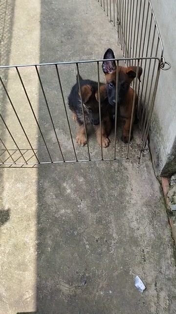 Chó Becgie Đức cái rất đẹp. Mua bán Chó tại Huyện Bình Chánh Tp Hồ Chí Minh được đăng bởi Anh nông dân da đen hình 1