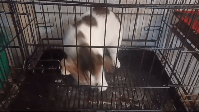 BÉ MÈO BÒ SỮA 5 THÁNG TÌM SEN. Mua bán Mèo tại Quận Hoàng Mai Hà Nội được đăng bởi HÀ UYỂN NHI  hình 1