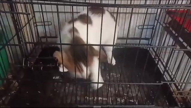 BÉ MÈO BÒ SỮA 5 THÁNG TÌM SEN. Mua bán Mèo tại Quận Hoàng Mai Hà Nội được đăng bởi HÀ UYỂN NHI  hình 1