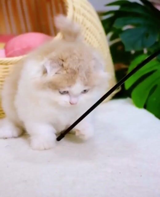 Munchkin chân lùn cụp đực cam phấn
đẹp như tranh. Mua bán Mèo tại Thành phố Thủ Đức Tp Hồ Chí Minh được đăng bởi Âu Minh Huy hình 1