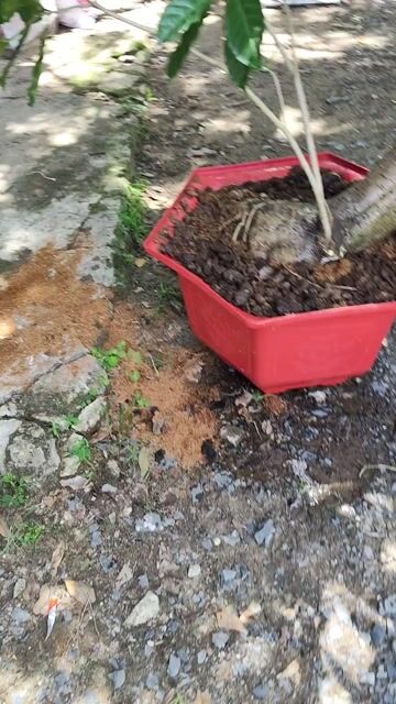 Cây Bạch Thiên Hương Lớn Thơm quanh năm. Mua bán Cây cảnh, đồ trang trí tại Huyện Gò Dầu Tây Ninh được đăng bởi Dương hình 1